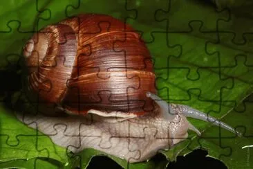 MARSU jigsaw puzzle
