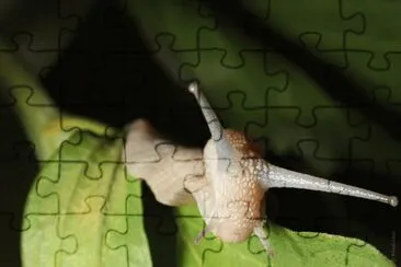 MARSU jigsaw puzzle