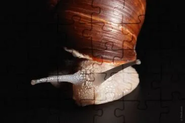 MARSU jigsaw puzzle