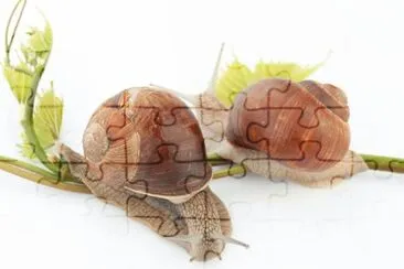 MARSU jigsaw puzzle