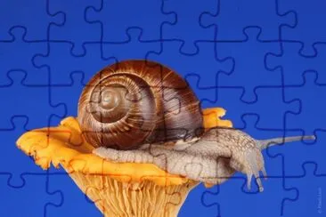 MARSU jigsaw puzzle
