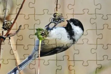 MARSU jigsaw puzzle