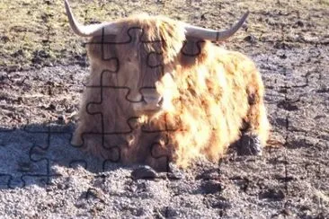 MARSU jigsaw puzzle