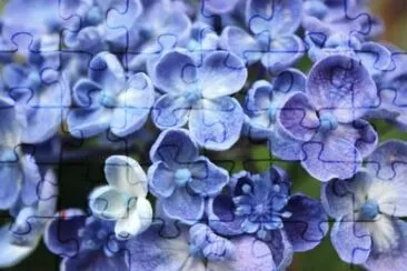 MARSU jigsaw puzzle