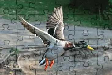 MARSU jigsaw puzzle