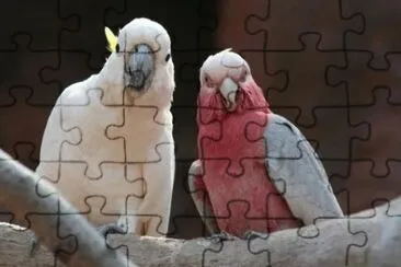 MARSU jigsaw puzzle