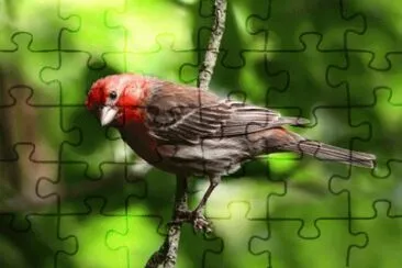 MARSU jigsaw puzzle