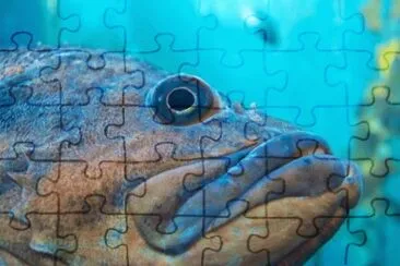 MARSU jigsaw puzzle