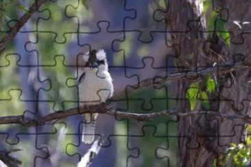 MARSU jigsaw puzzle