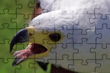 MARSU jigsaw puzzle