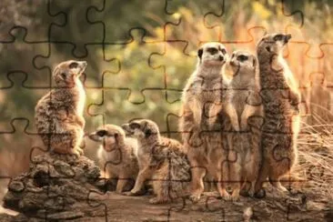MARSU jigsaw puzzle