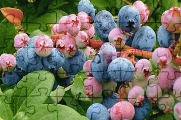 MARSU jigsaw puzzle