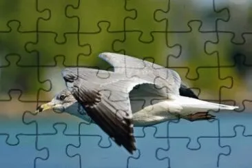MARSU jigsaw puzzle