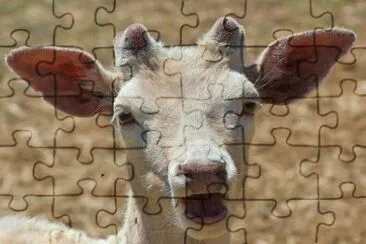 MARSU jigsaw puzzle