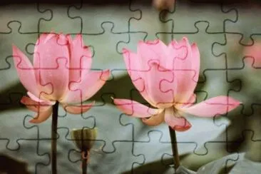 MARSU jigsaw puzzle