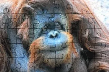 MARSU jigsaw puzzle