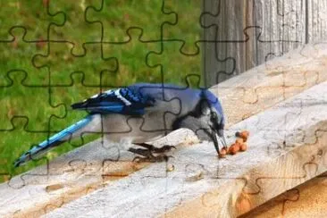 פאזל של MARSU