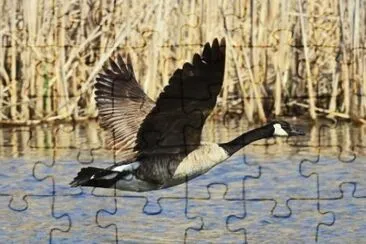 MARSU jigsaw puzzle