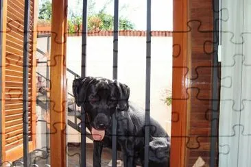 Igor en la ventana jigsaw puzzle