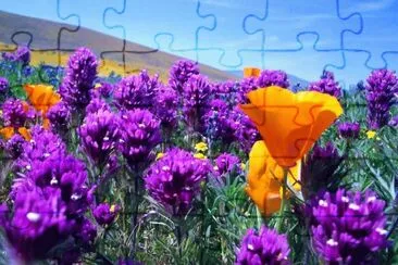Beautiful Flowers