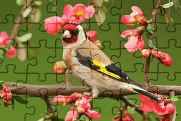 Bird jigsaw puzzle