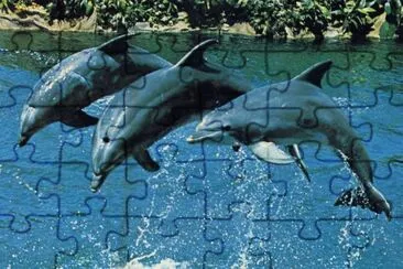 Dofins