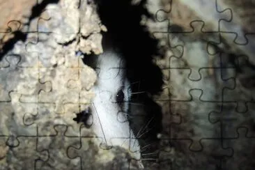 Opossum Hiding jigsaw puzzle