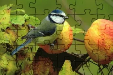 mÃ©sange bleue jigsaw puzzle