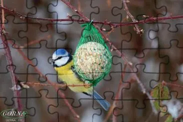 mÃ©sange bleue jigsaw puzzle