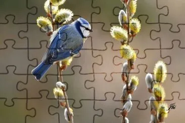 mÃ©sange bleue