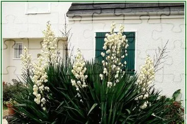 fleurs: yucca jigsaw puzzle
