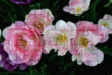 fleurs: tulipes jigsaw puzzle