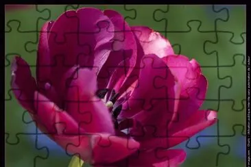 fleurs: tulipe jigsaw puzzle