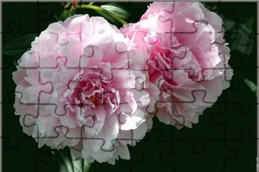 פאזל של fleurs: pivoines