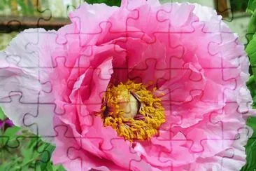 fleurs: pivoines jigsaw puzzle