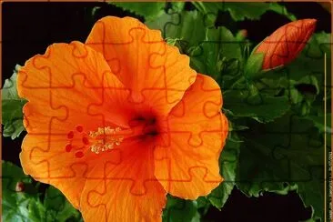 fleurs: hibiscus jigsaw puzzle