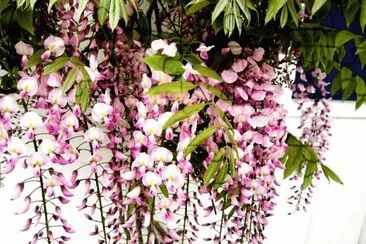 fleurs: glycine