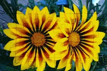 fleurs: gazania jigsaw puzzle