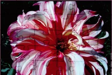 fleurs: dahlia jigsaw puzzle