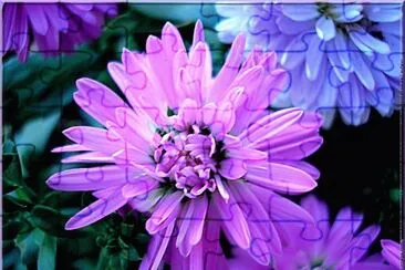 fleurs: aster jigsaw puzzle