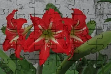 azucenas jigsaw puzzle