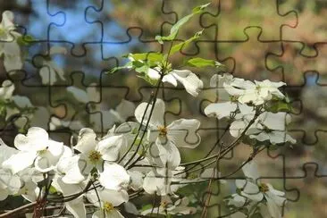 Dogwood jigsaw puzzle