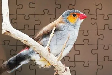 PAJARO EN RAMA