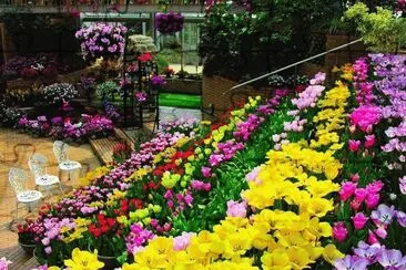 flores