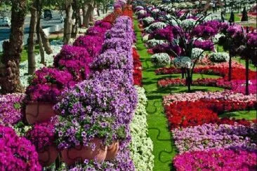 flores