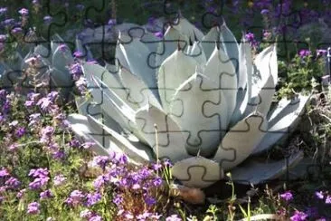 MARSU jigsaw puzzle