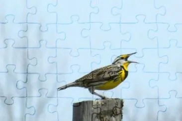 MARSU jigsaw puzzle
