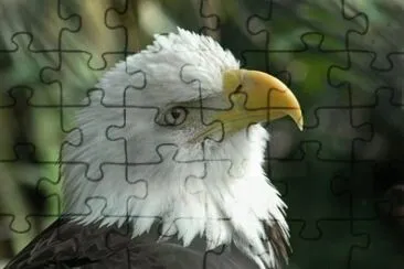 MARSU jigsaw puzzle