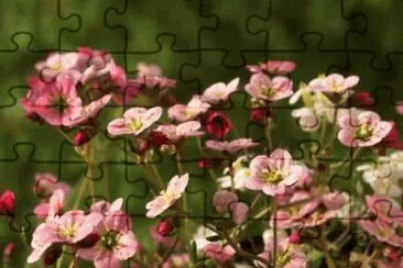 MARSU jigsaw puzzle