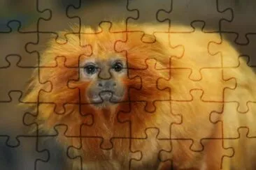 MARSU jigsaw puzzle